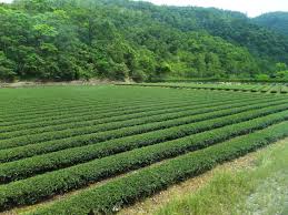 Pinglin Tea Farm and Tea Musuem