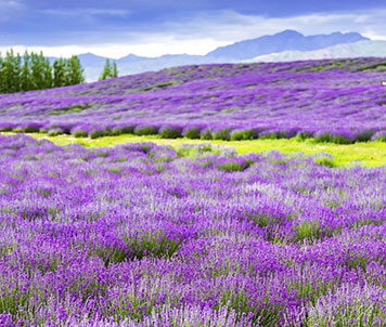 伊犁-天山花海
