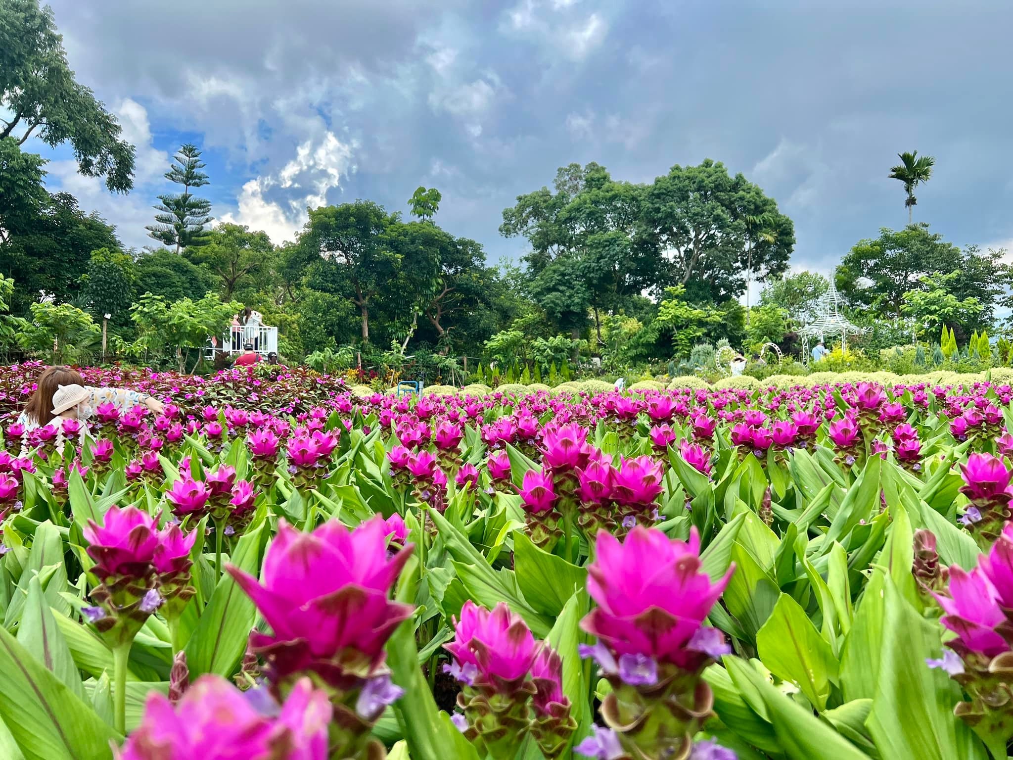 與花香有約~花露農場.八仙山谷關湯旅二日遊