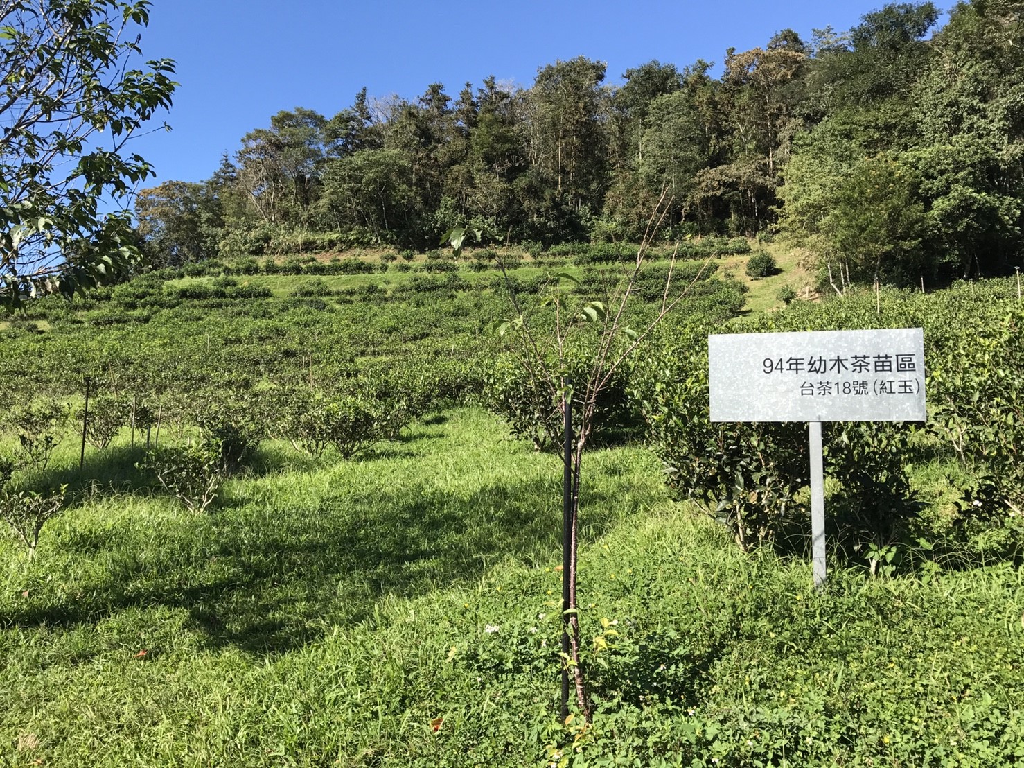 Tea Farm in Sun Moon Lake