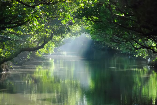 Sicau Green Tunnel (Taijing National Park)