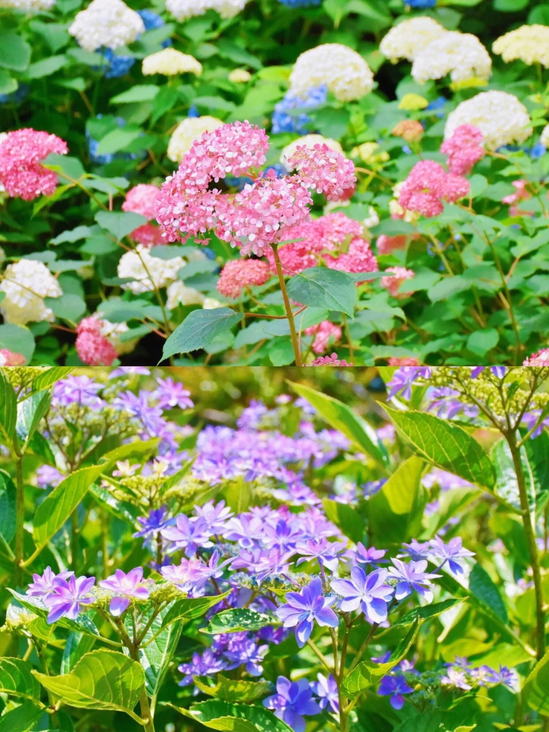 ▼紐約煤氣燈博物館&伊豆四季花園