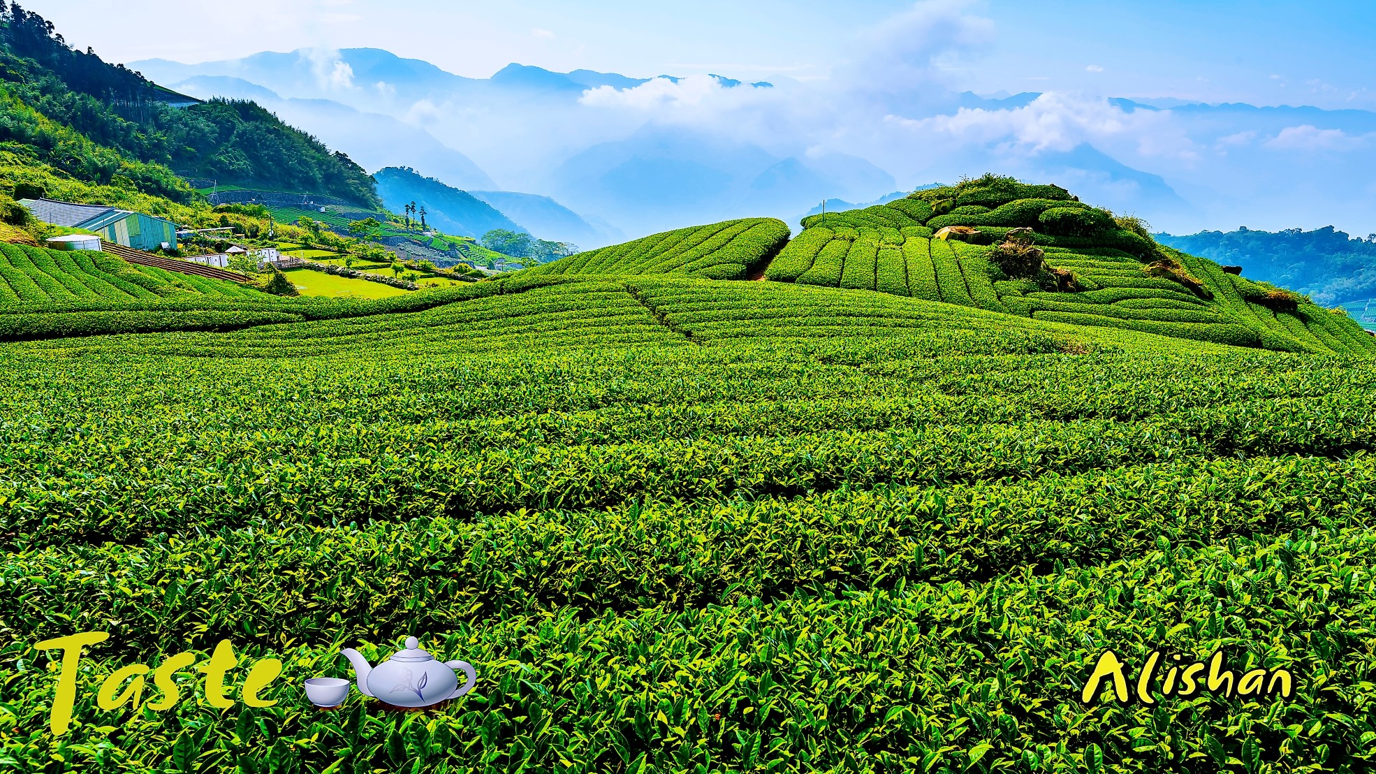 Taste Alishan