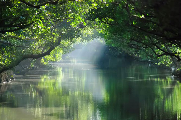 Green Tunnel